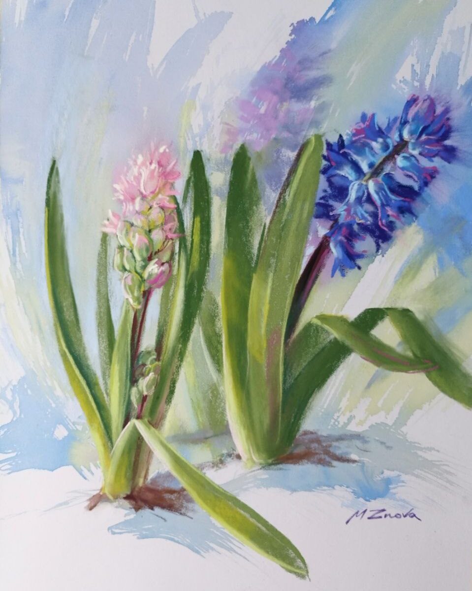 Flowering plant - Hyacinth