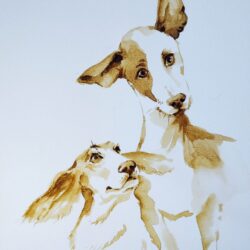 Italian Greyhound - Dog Breed